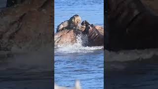 Male Lion Attacked by Hippo