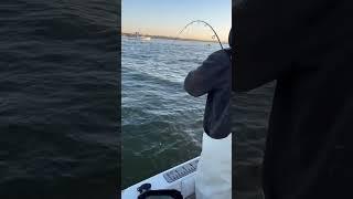 Striped bass