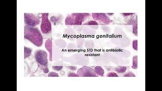 What is Mycoplasma genitalium?