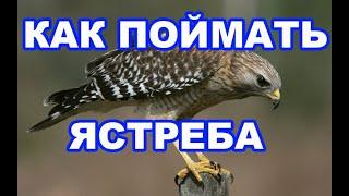 ШОК!! Как поймать ястреба голыми руками