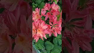 #flowers