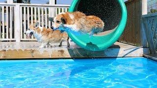 Corgi Pool Party