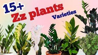 15+ Zz plants varieties //zamioculcas zamiifolia varieties // Pinkish Paradise