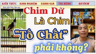 Những con Chim Dữ có phải là Chim Tố chất không? và cách nuôi Chim Thi hiệu quả