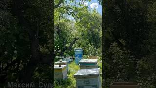 Погода и пчеловодство: оптимальные условия для пасеки!