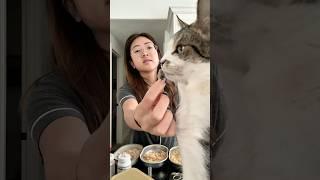 The cats have a dry and wet food diet. #catmom #catmomlife #feedmycatswithme #catfood #catlover