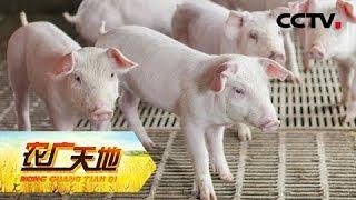 《农广天地》老沈养猪有一套 20181108 | CCTV农业