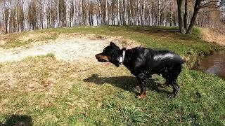 Влог Вам. Вода - главное удовольствие для нашей Чакки