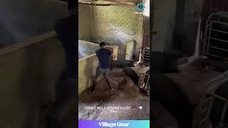 WILD PIG CHASE!  Farmer vs Beast - WHO WINS?!  #pigchase #dangerousjobs #parkour #viral