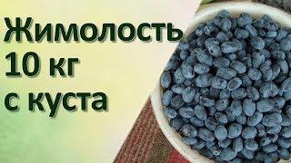 Жимолость Как собирать по 10 кг жимолости с куста