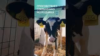 Зачем вводить кальций и фосфор в рацион сельхозживотных? #коровы #ферма #птица #фермер