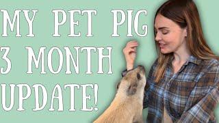 Pet Pig Update: 3 Month With Odie The Mini Pig