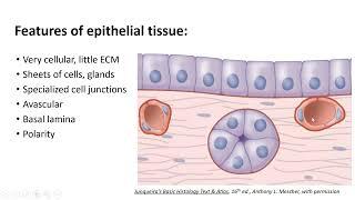 Identifying Basic Tissues Stained w/H&E:  A review of unique features, patterns & planes of section.