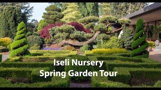 Iseli Nursery Spring Garden Tour. Check out our mature conifer and maple garden.