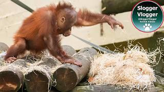 Fun-filled Orangutan Baby Jim’s Adventure with Woodwool