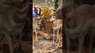 Cabela’s Taxidermy  Animals Display