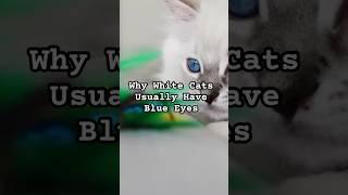 Why White Cats Usually Have Blue Eyes