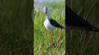 Ходулочник / Black-winged stilt