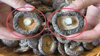 These six kinds of dried shiitake mushrooms must not be bought,