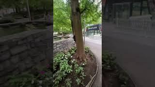 crossing the park