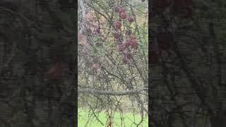 bird eating an apple in the apple tree in west michigan