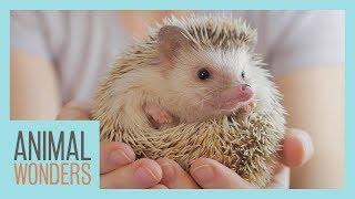 Meet and Greet: Tickles the Hedgehog!