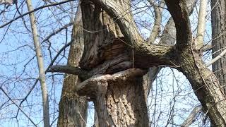 Where creaking tree noises come from