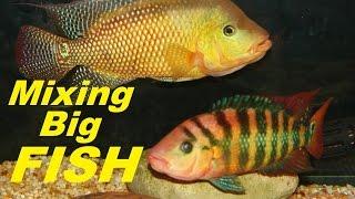 HOW TO MIX BIG BAD AGGRESSIVE AQUARIUM FISH FOR BREEDING!