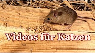 Videos für Katzen - Katzen tv Mäuse  -