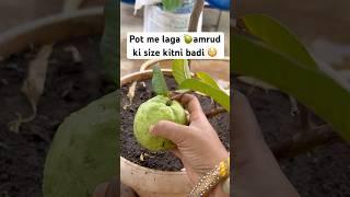 #gardening ‍ #amrud #plants #fruits #organic #terracegarden ￼