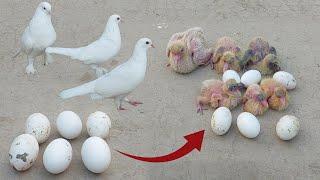 Kabutar ke Ande mitti ke andar Dal diye | pigeon eggs were put | in the soil and the babies came out