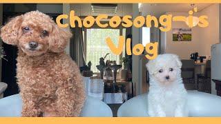 아기 비숑 브이로그 주말 일상 l 가정분양 새끼 강아지 l TV보는 3개월 비숑  송이 브이로그 l  Bichon Frise Weekend Vlog #강아지브이로그 #비숑브이로그