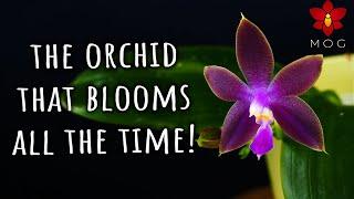 This Phalaenopsis Orchid can bloom ALL the time! Polychilos Type