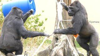 Big Female Gorilla Knows How To Deal With Her Annoying Brother | The Shabani Group