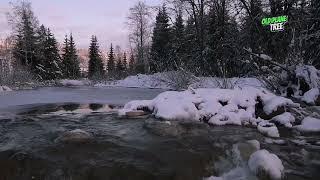 Flowing Through Snow-Covered Trees: Tranquil Stream in Winter