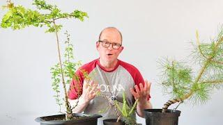 2 bonsai concepts every beginner needs to understand!