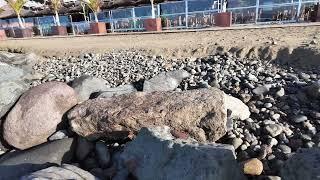 Seen on the beach today....11.4.25 The water is getting closer...