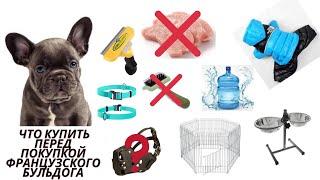 Что купить и как подготовить дом к приезду французского бульдога/Бэйб