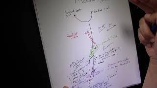 Median Nerve