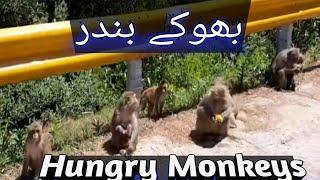 Monkeys are waiting for food by QJM TV