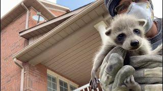 A Mother Raccoon That Did Not Want To Leave Her Baby Behind