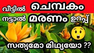 വീട്ടിൽ ചെമ്പകം നട്ടാൽ മരണം ഉറപ്പാണോ? വാസ്തവം എന്ത് ?? Secret story of Chembakam plant malayalam