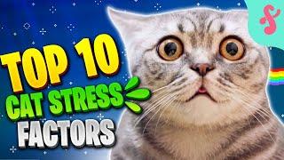 Top 10 Cat Stress Factors | Furry Feline Facts