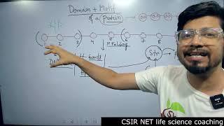 Protein motifs and domain | protein secondary structure