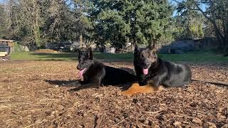 Black and Bi color German shepherd dogs.