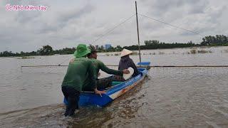 Đẩy Côn Mùa Nước Nổi, Vội Vã Nướng Cá Không Kịp Chín Khi Cơn Mưa Lớn Kéo Đến Quá Nhanh #ỐcNhỏMiềnTây