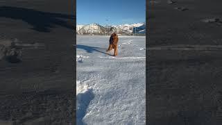 Golden retriever dog plays in the snow. #goldenretriever #doglover #cute #snow #funny