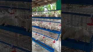 #reels #top #virals #backyard #chicken #farming #backyardfarming