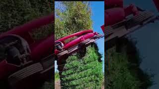 Tree Transfer From One Palace to Other | Japanese Technology #japanexplorer