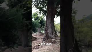 R90 팽나무 특수목 010-9315-8804